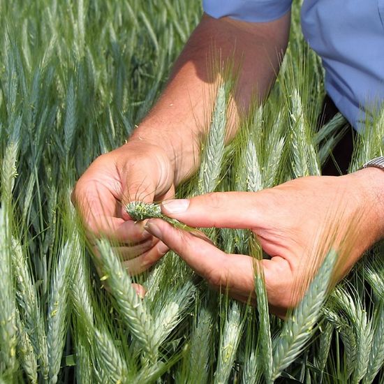 Picture of Triticale Tulus, 25kg
