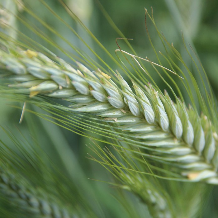 Bild von Saatgerste Maxim, 25kg, 2-zeilig