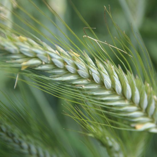 Bild von Saatgerste Maxim, 25kg, 2-zeilig