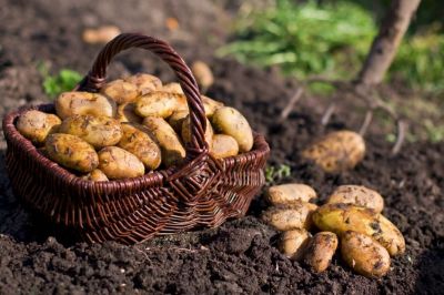 Kako sadimo in oskrbujemo krompir