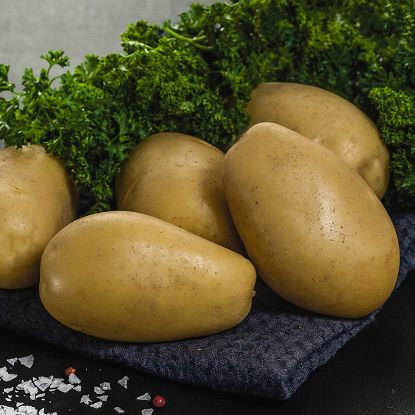 Slika Marlie krompir semenski A 35/55 25kg