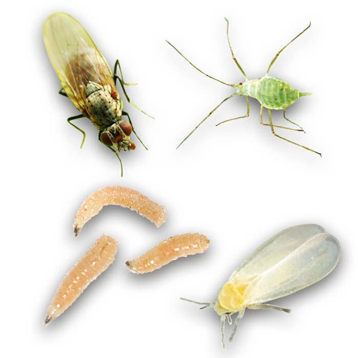 Picture of Bio plošče proti čebulni muhi 5 kosov Plantella