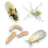 Bild von Bio plošče proti čebulni muhi 5 kosov Plantella