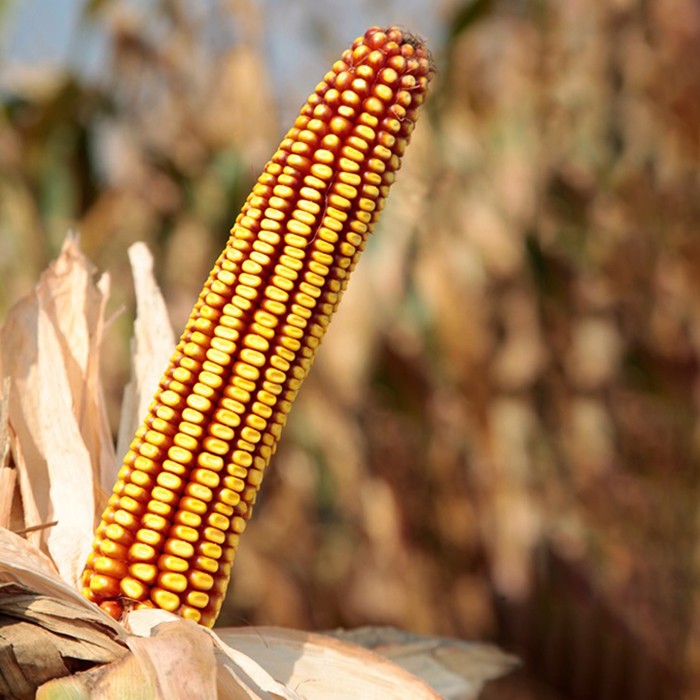 Slika Koruza semenska BC 282 25MK