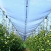 Picture of Anti-hail net, 6.00 x 100m