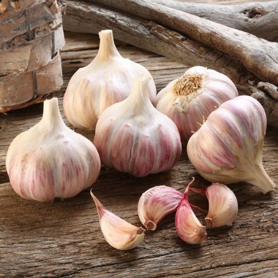 Slika Česen semenski Primorski 300 g