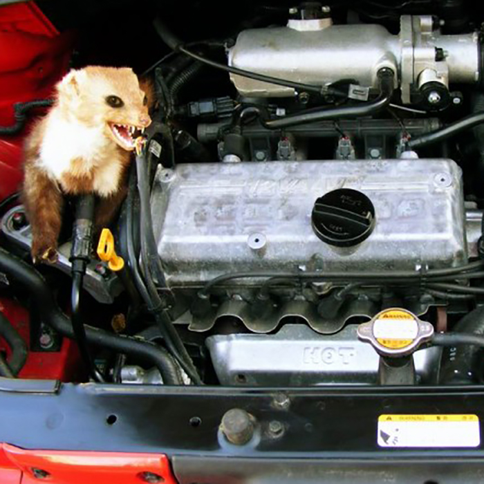 Slika Odganjalec kun in glodalcev ultrazvočni z UV Led lučko 12V