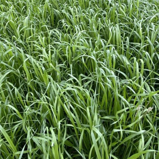 Picture of Mnogocvetna ljuljka Marvel 25 kg