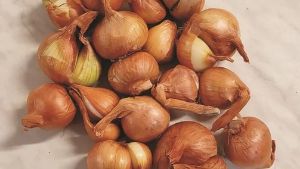 Šalotka Pohorka - Slovenska avtohtona sorta za sajenje in shranjevanje